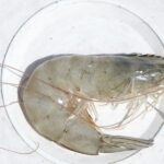 Udang RI Ditolak AS, Diduga Tercemar Limbah Radioaktif